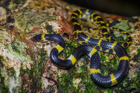 Lycodon laoensis .